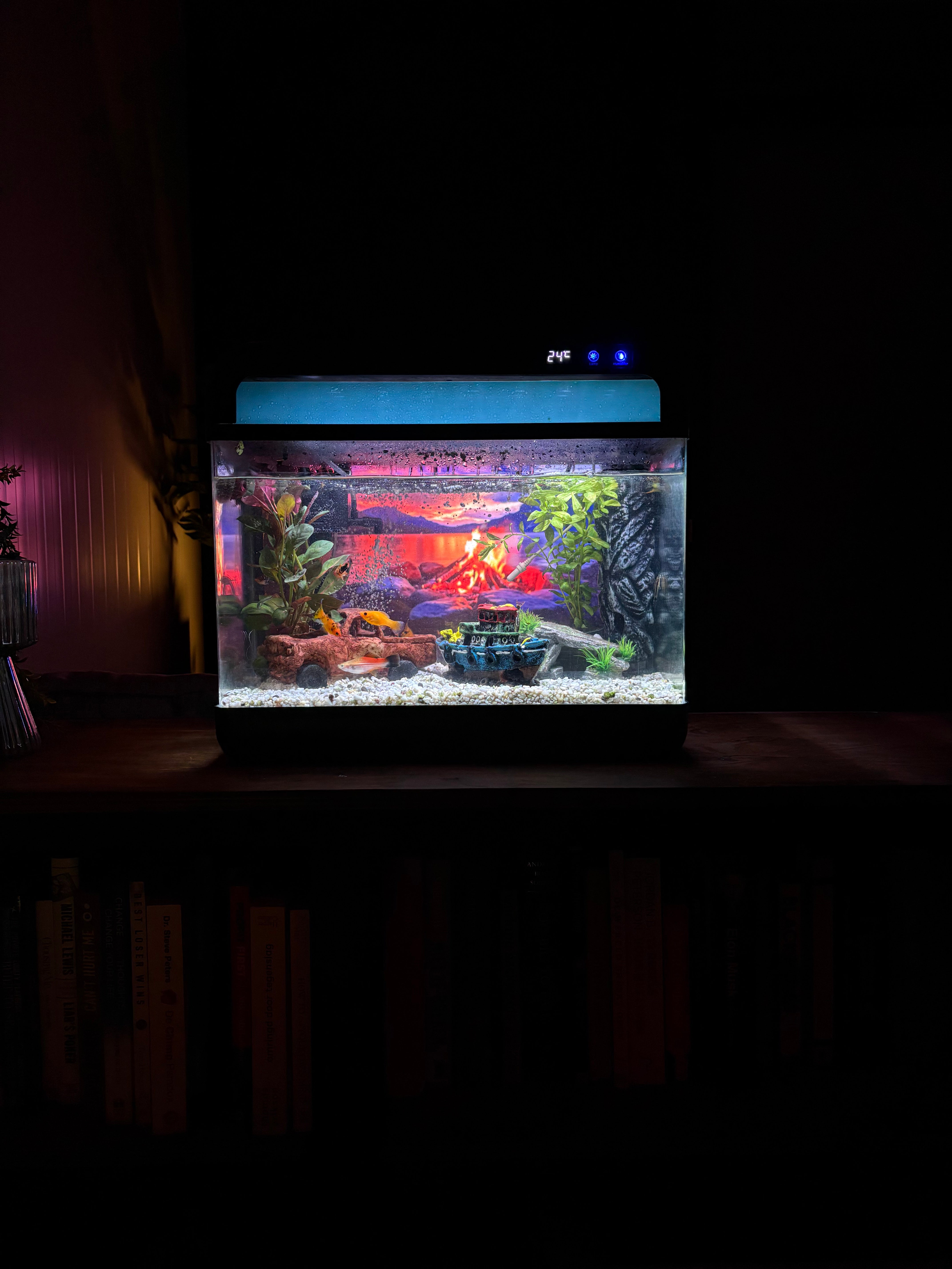 Het perfecte aquarium voor iedereen die van vissen houdt